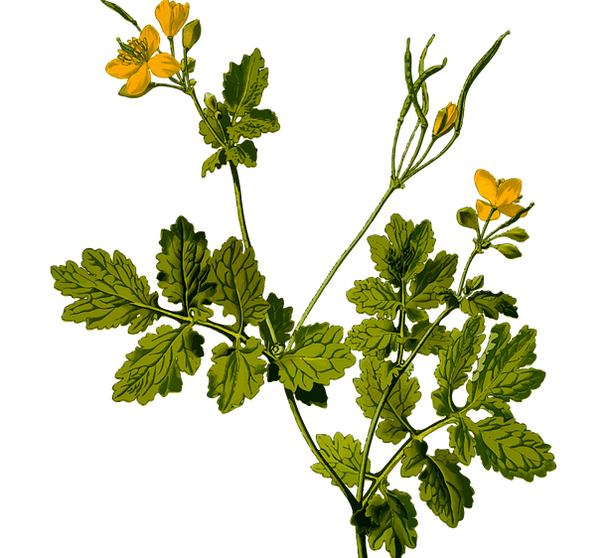 erkeklerde testis ağrısını hafifleten bitki